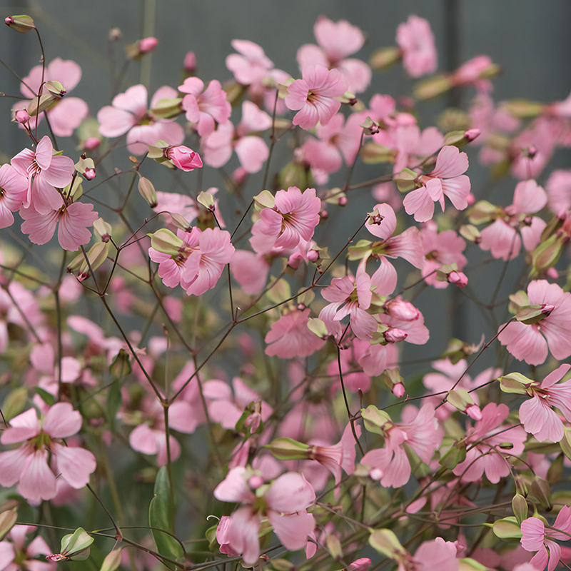 SAPONARIA PINK BEAUTY