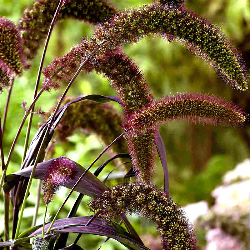 SETARIA RED JEWEL