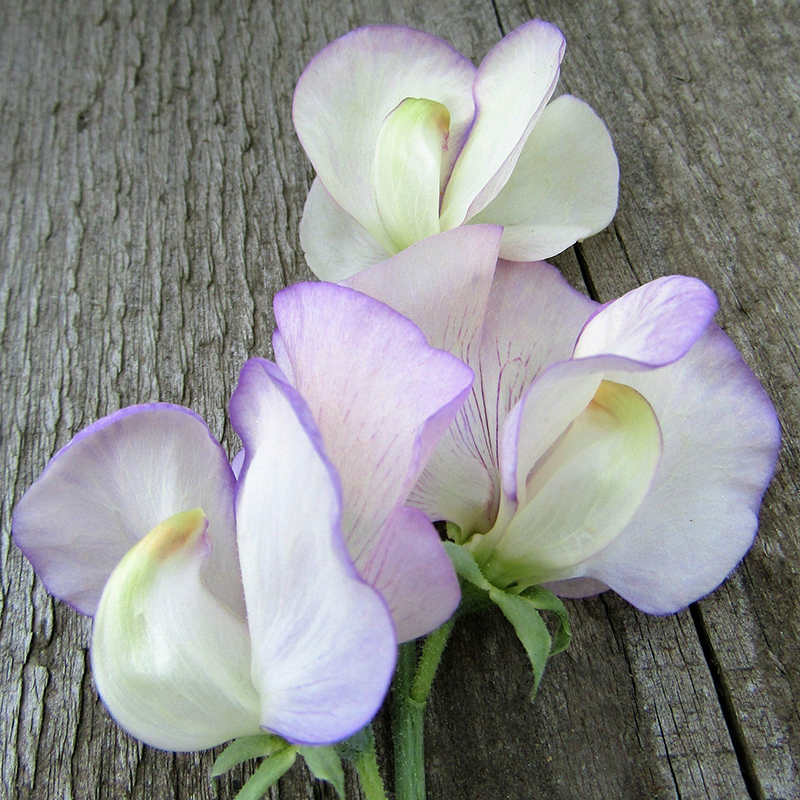 SWEET PEA APRIL IN PARIS