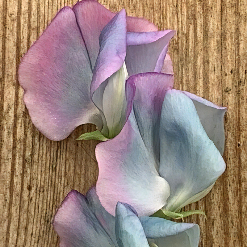 SWEET PEA TURQUOISE LAGOON