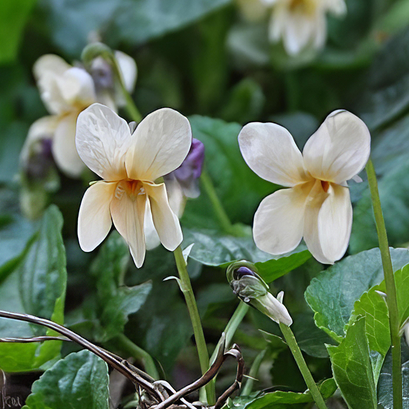 VIOLA ODORATA SULPHUREA
