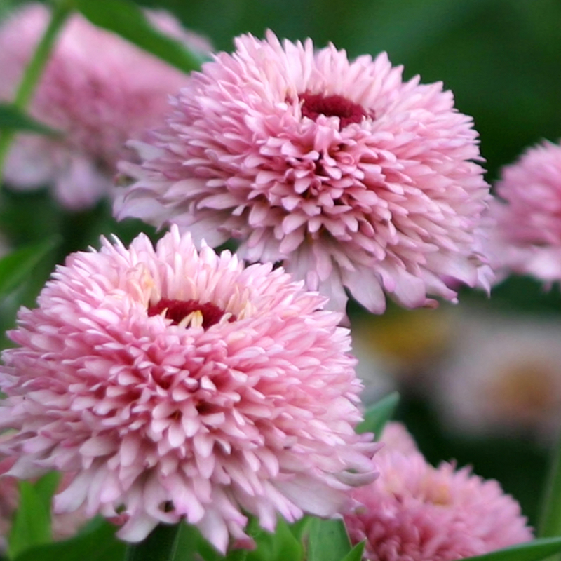 ZINNIA ZINDERELLA LILAC
