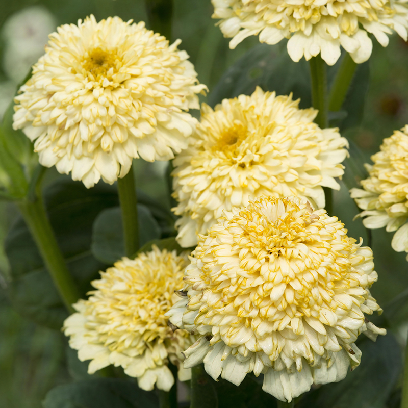 ZINNIA CRESTO CREAM