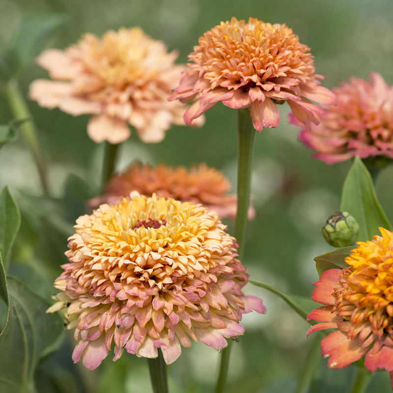 ZINNIA CRESTO PEACHY PINK