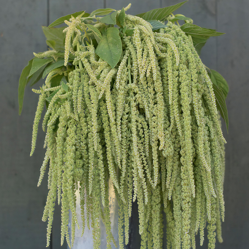 AMARANTHUS EMERALD TASSELS