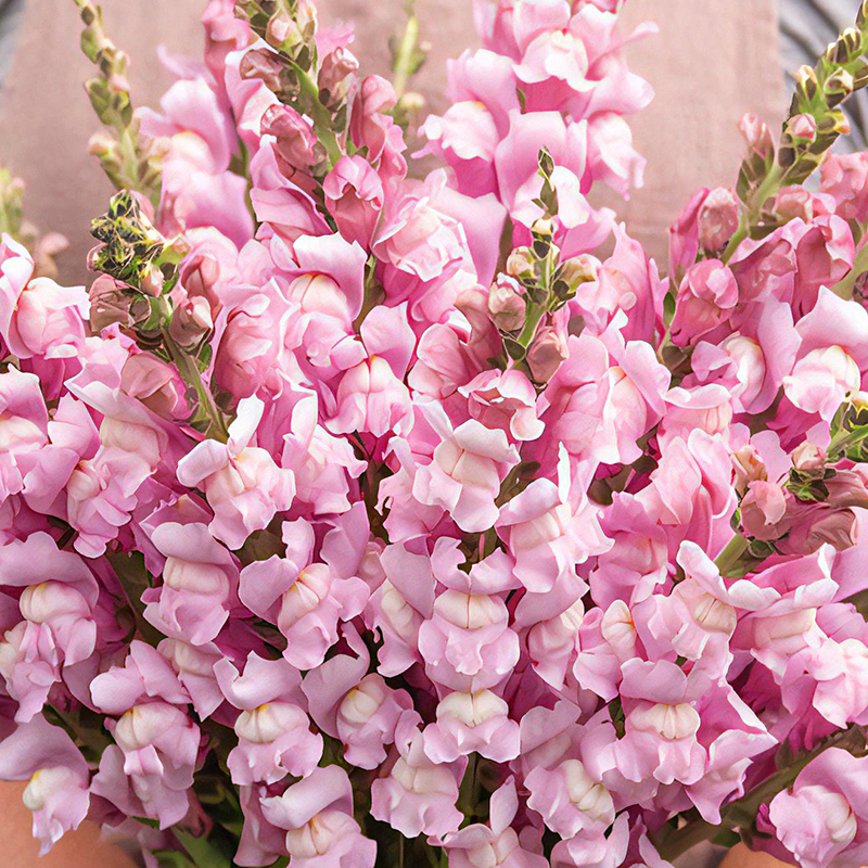 ANTIRRHINUM COSTA SUMMER LAVENDER F1