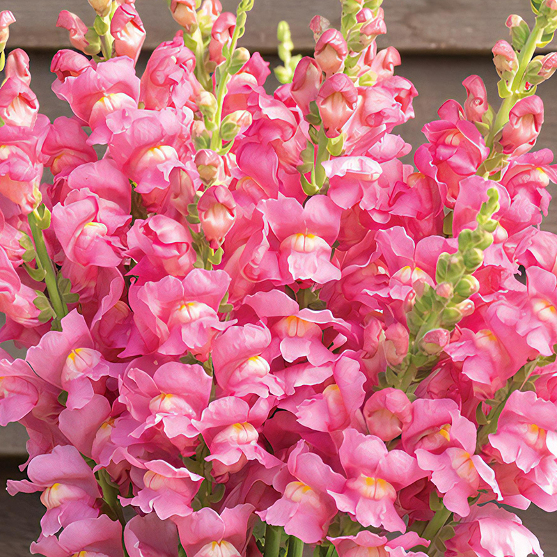 ANTIRRHINUM COSTA ROSE F1