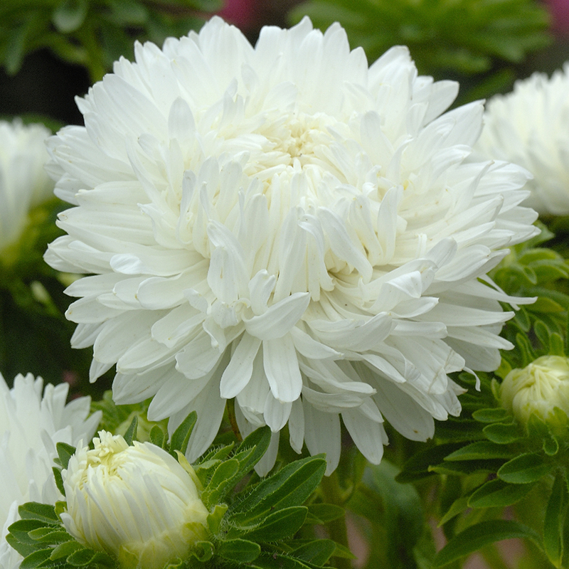 ASTER ICE CREAM SORBET