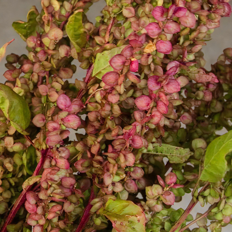 ATRIPLEX RUBY GOLD