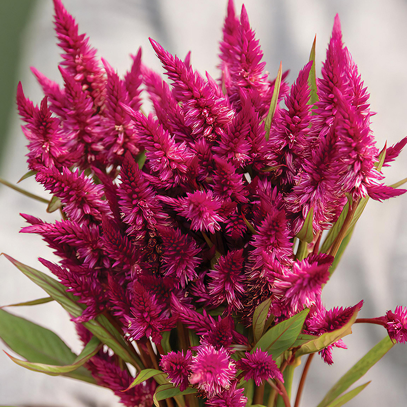 CELOSIA CELWAY PURPLE