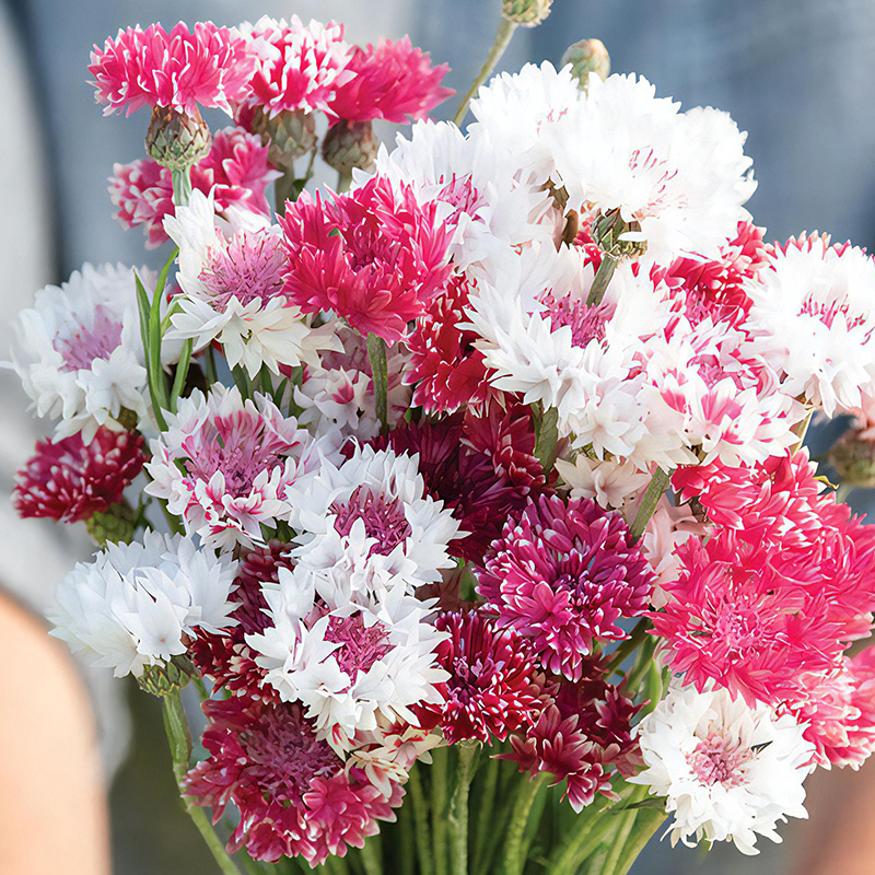 CENTAUREA CLASSIC ROMANTIC
