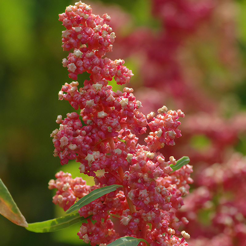 CHENOPODIUM CHERRY VANILLA
