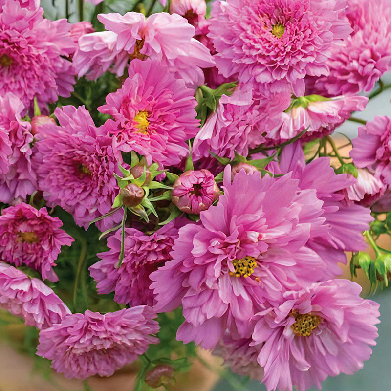 COSMOS DOUBLE BONBON ROSE