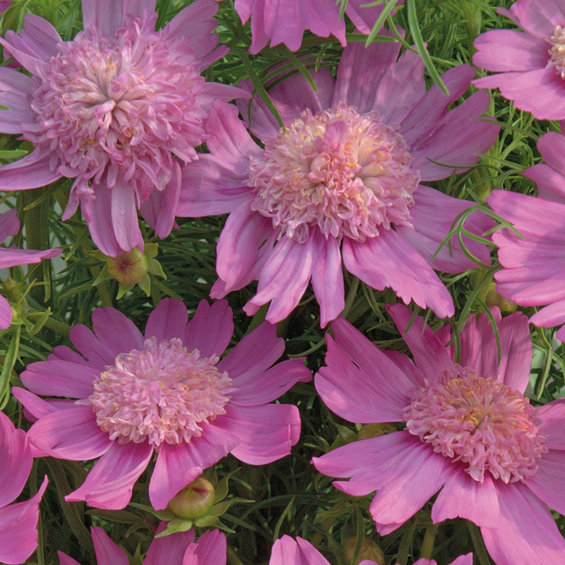 COSMOS PINK POPSOCKS