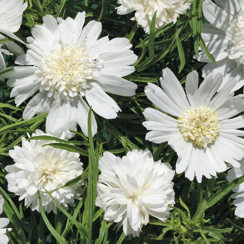 COSMOS WHITE POPSOCKS