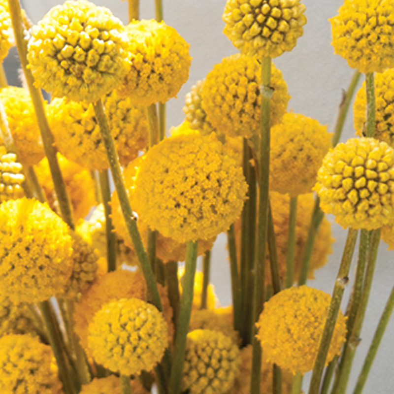 CRASPEDIA GLOBOSA SUNBALL
