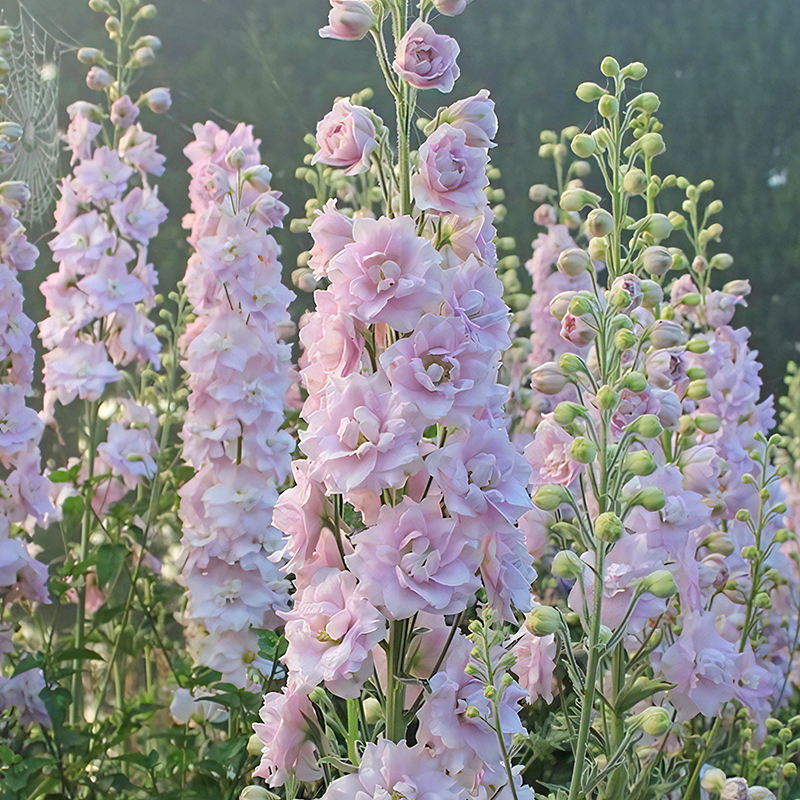 DELPHINIUM NEW MILLENNIUM PINK BLUSH
