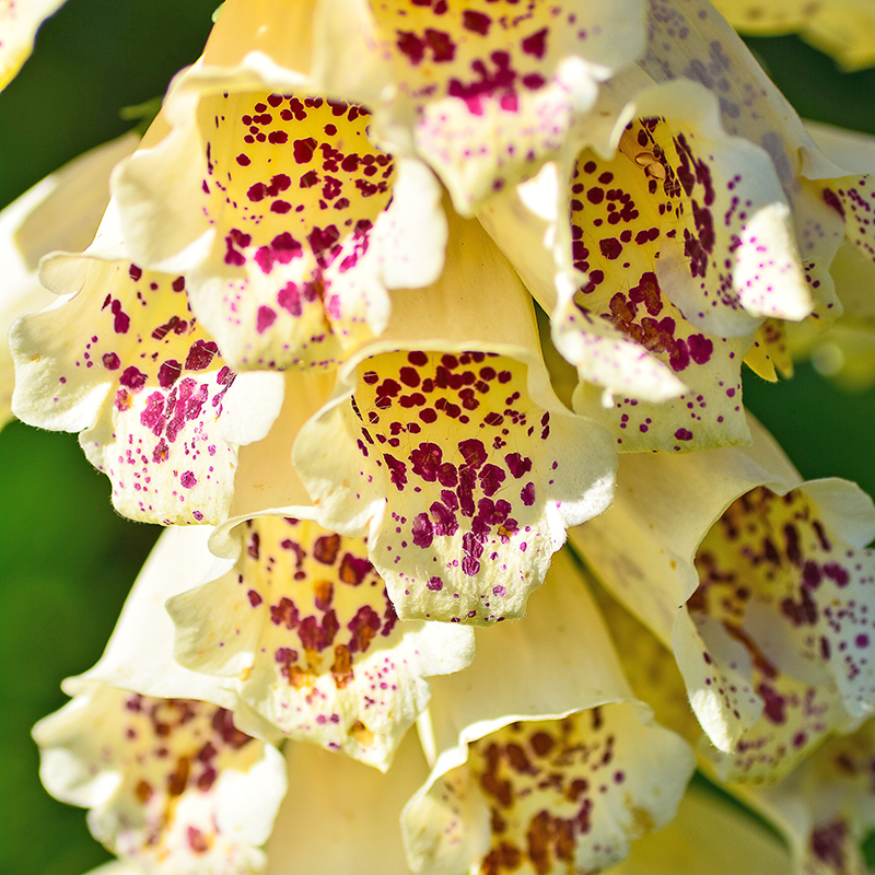 DIGITALIS CAMELOT CREAM F1