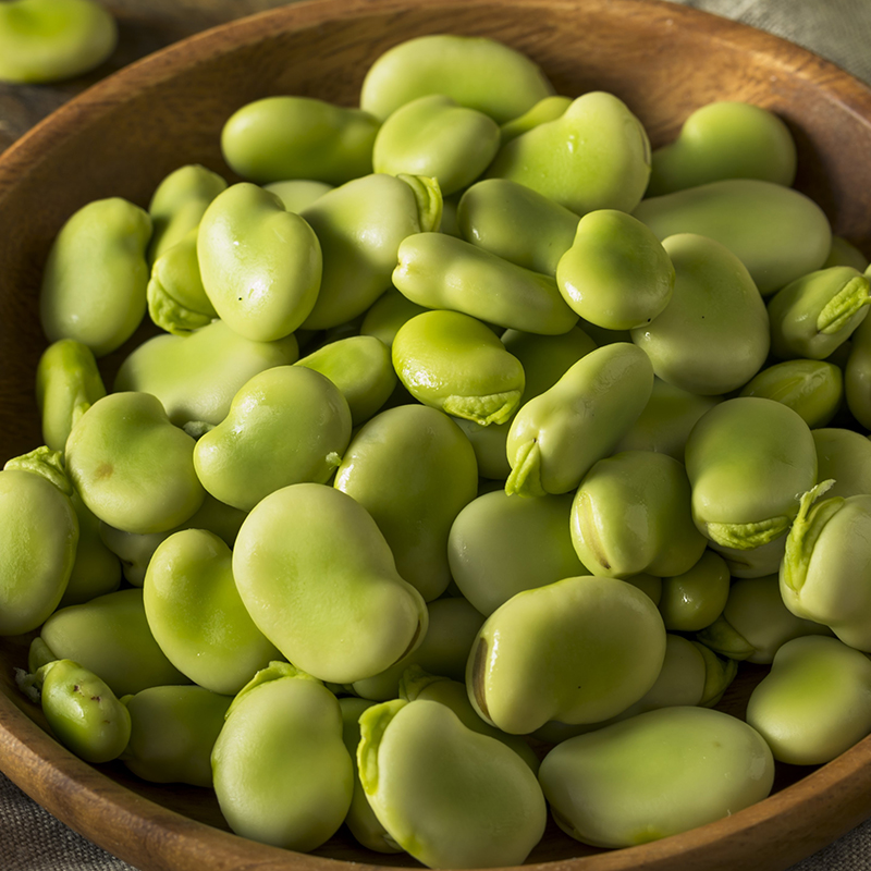BROAD BEAN MASTERPIECE GREEN LONGPOD