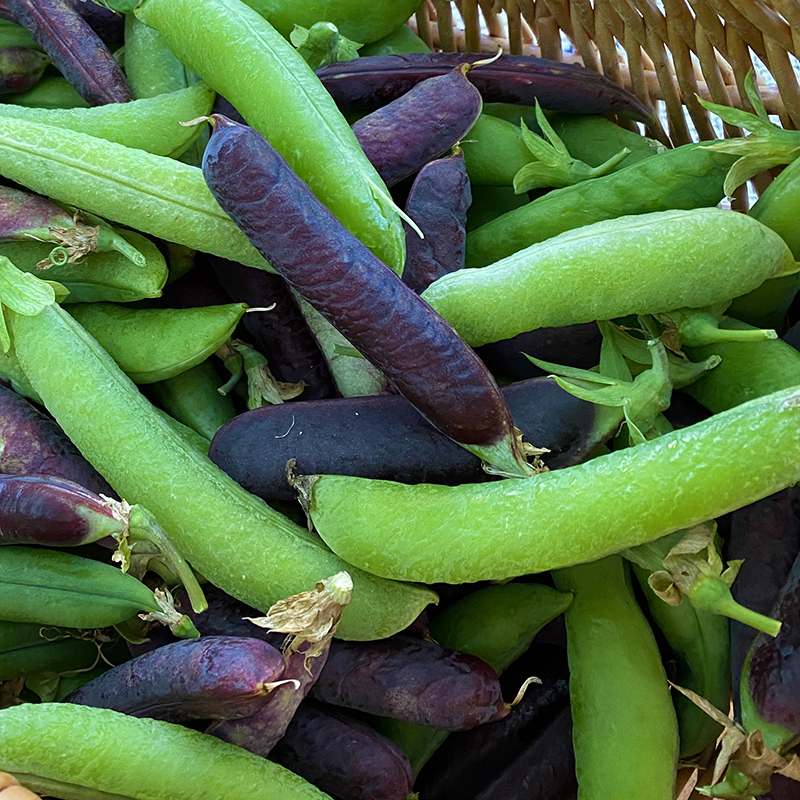 PEA SUGAR MAGNOLIA MEDLEY