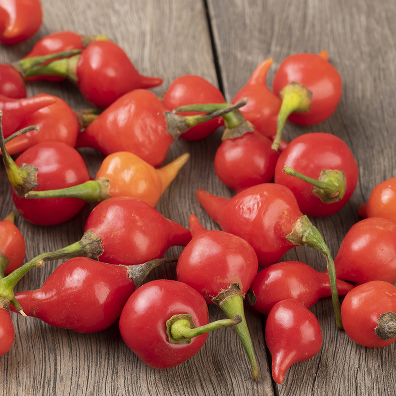 PEPPER BIQUINHO RED
