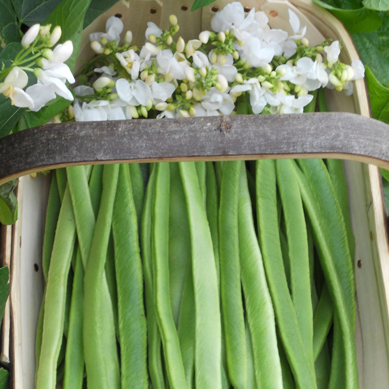 RUNNER BEAN MOONLIGHT