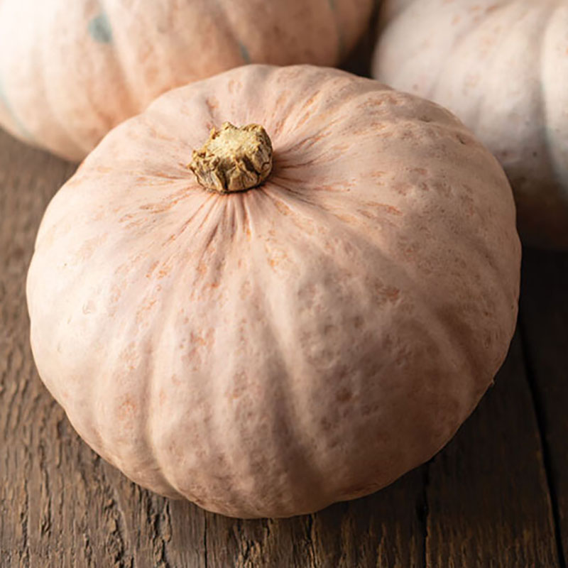 SQUASH PINK ROSIE F1