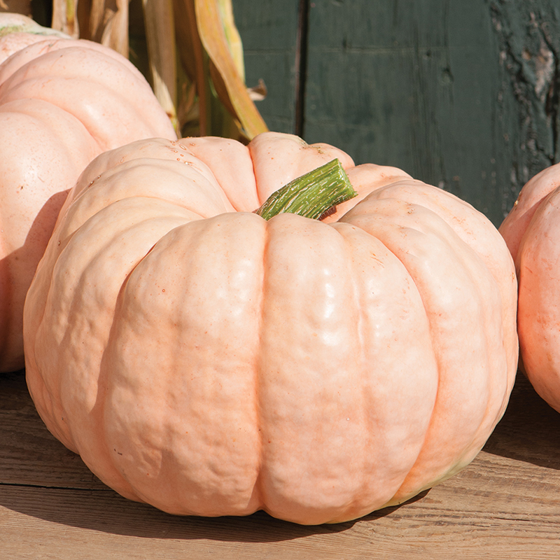 SQUASH CROWN PRINCE PINK