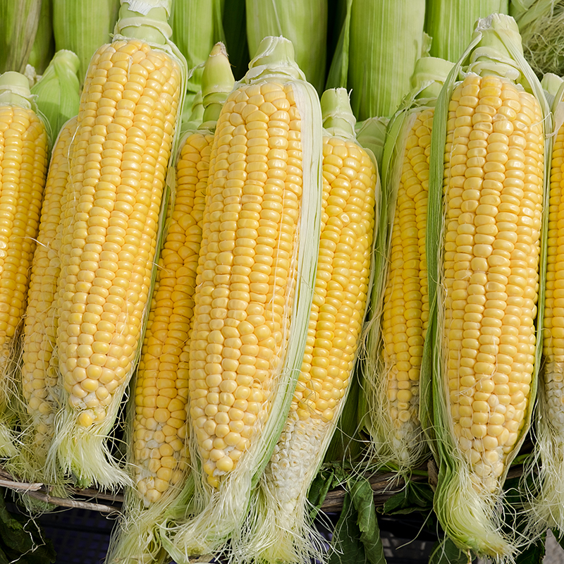 SWEET CORN BODACIOUS