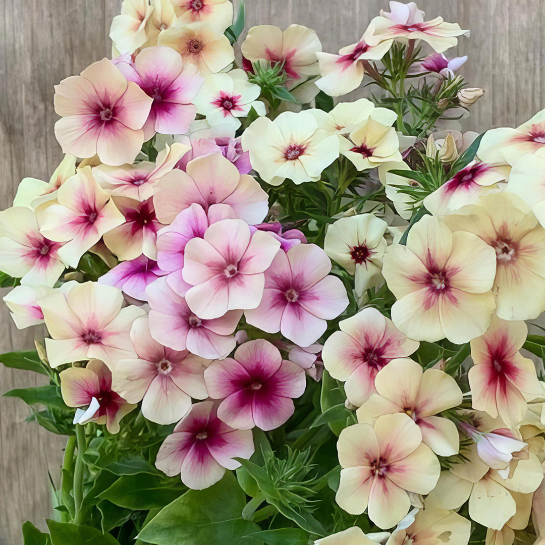 PHLOX DRUMMONDII CHERRY CARAMEL