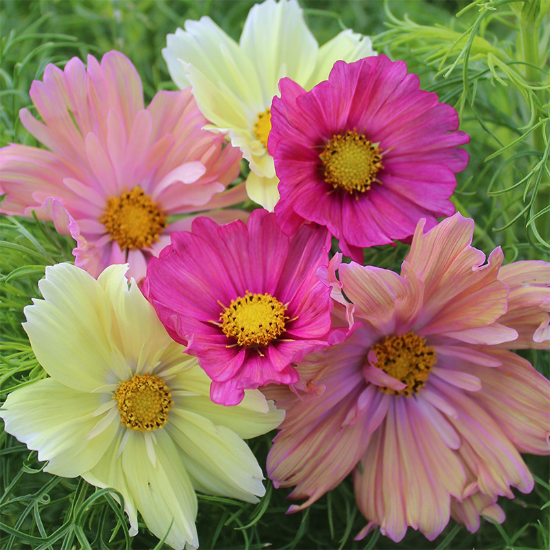 COSMOS COTTON CANDY MIXED