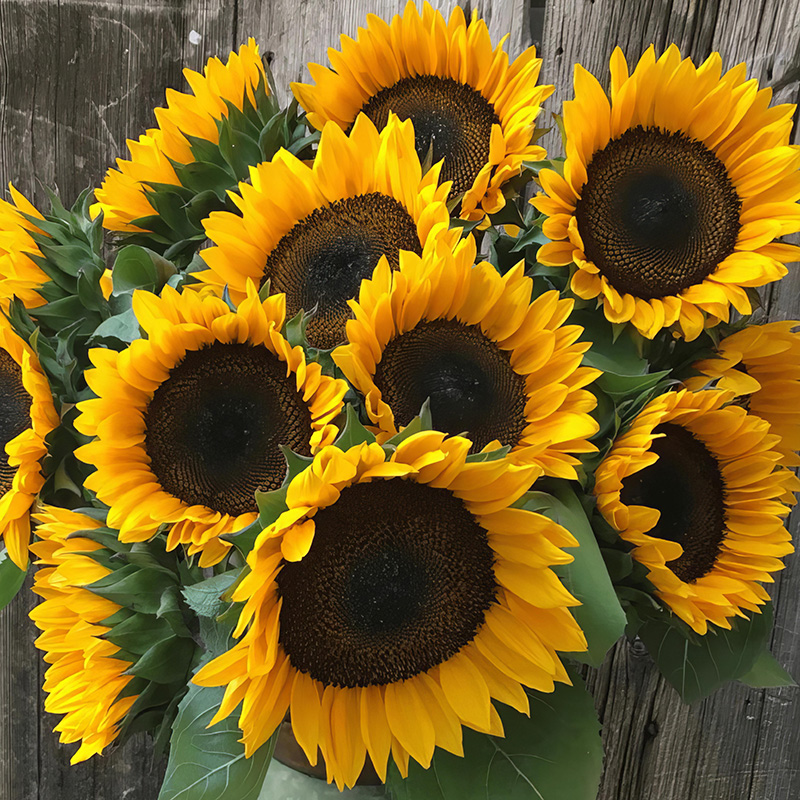 HELIANTHUS PRO CUT ORANGE