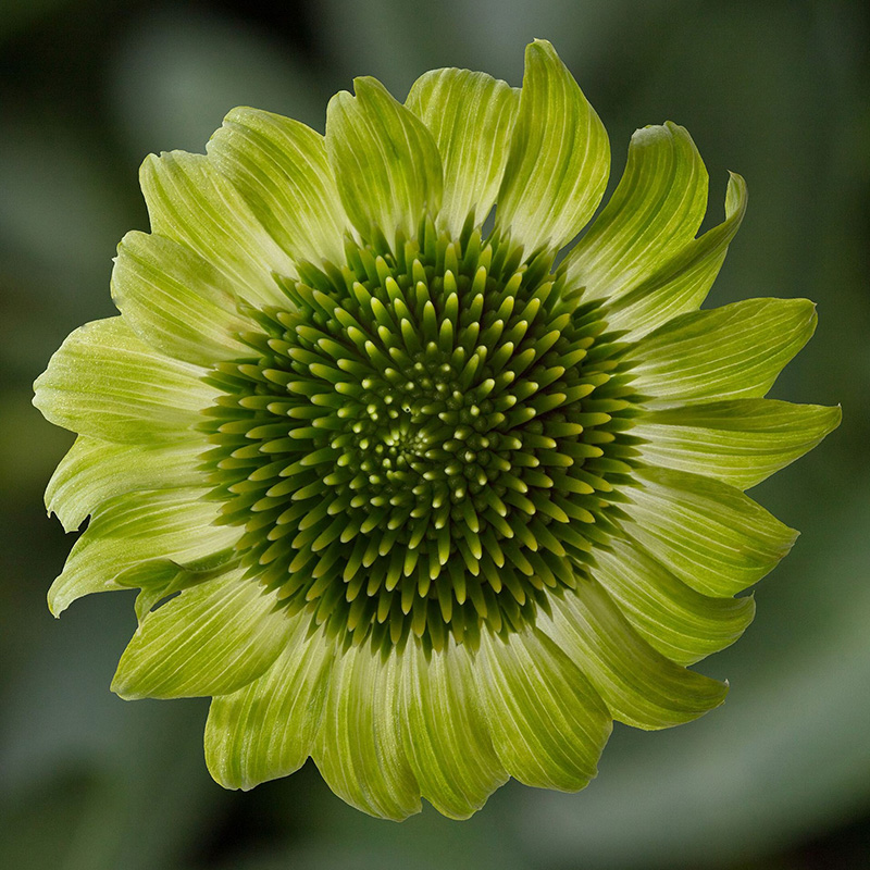 ECHINACEA PRAIRIE BLAZE GREEN