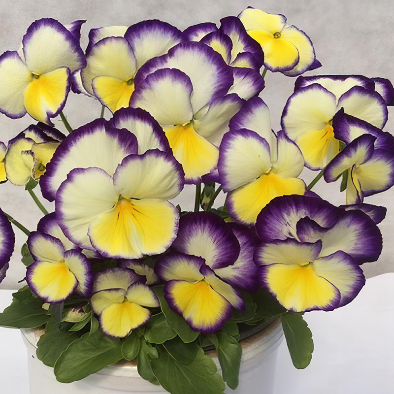 VIOLA PANDORA BABY AURORA