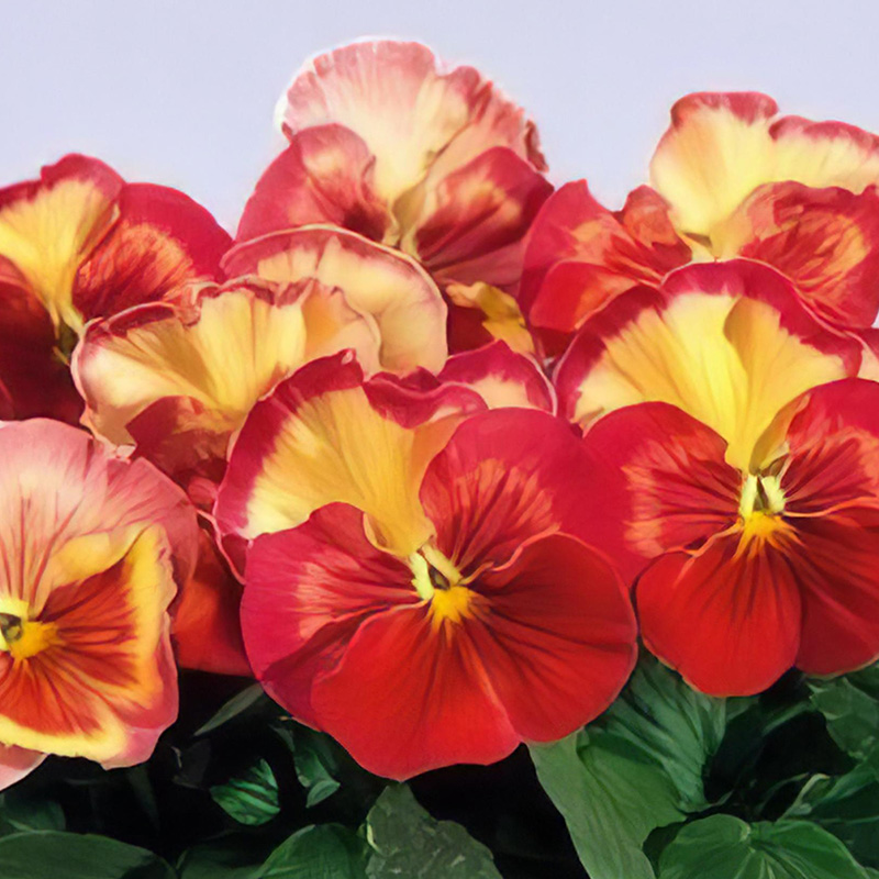 PANSY STRAWBERRY ICE CREAM