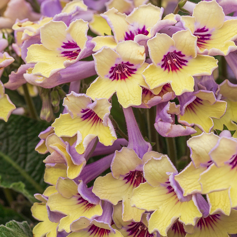 STREPTOCARPUS LEMON SORBET