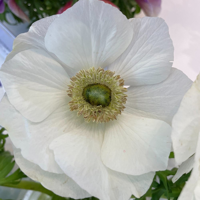 ANEMONE MISTRAL BIANCO