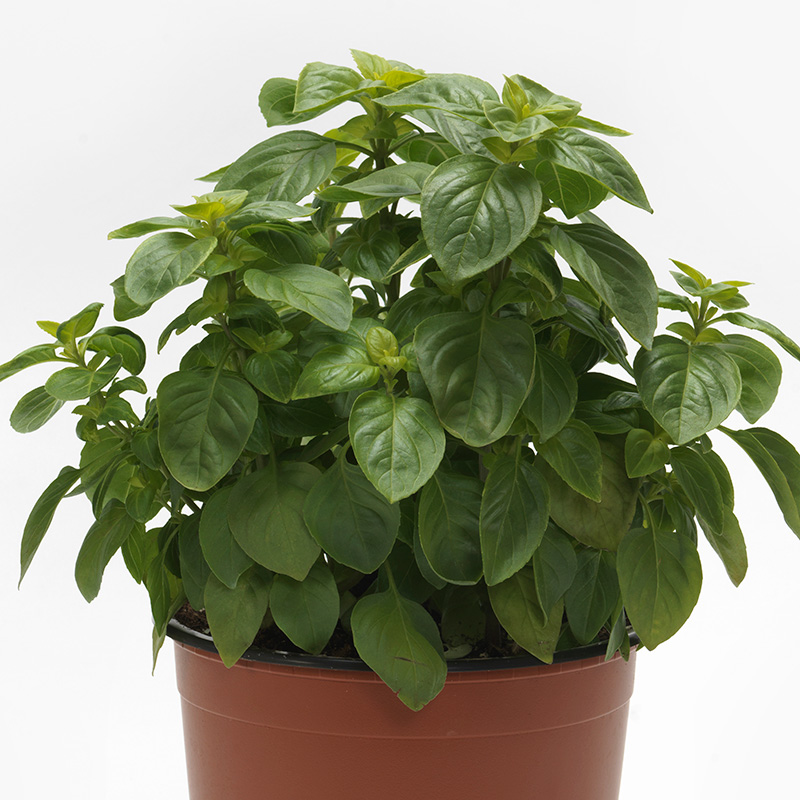 BASIL EVERLEAF SICILIAN LEMON