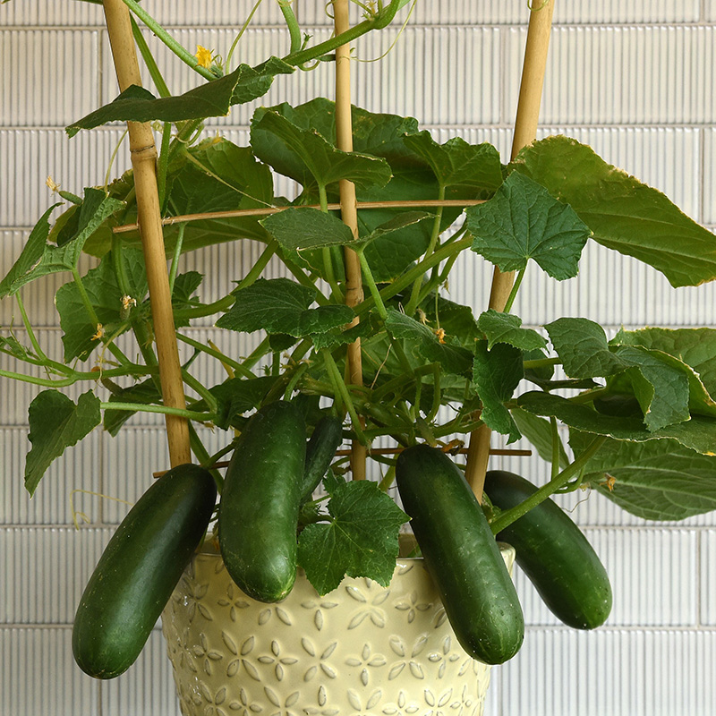 CUCUMBER KITCHEN MINI QUICK SNACK