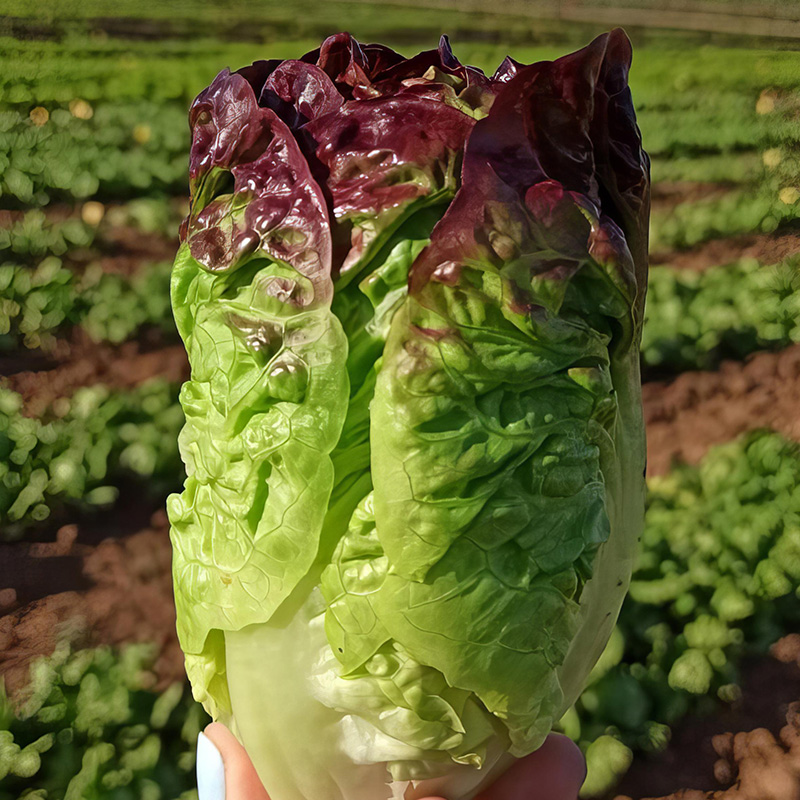 LETTUCE ACHERITO