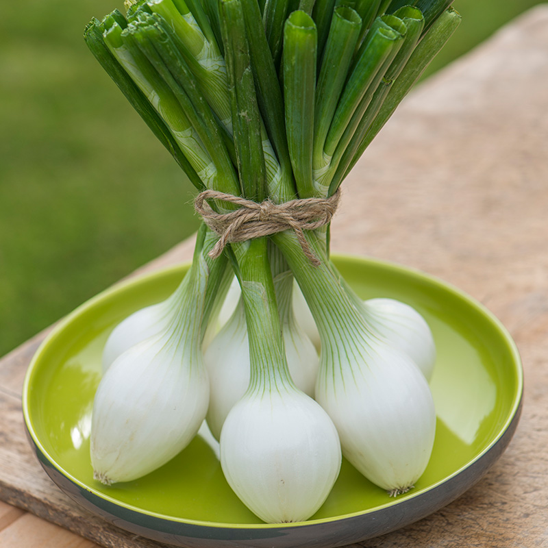 ONION WHITE STAR
