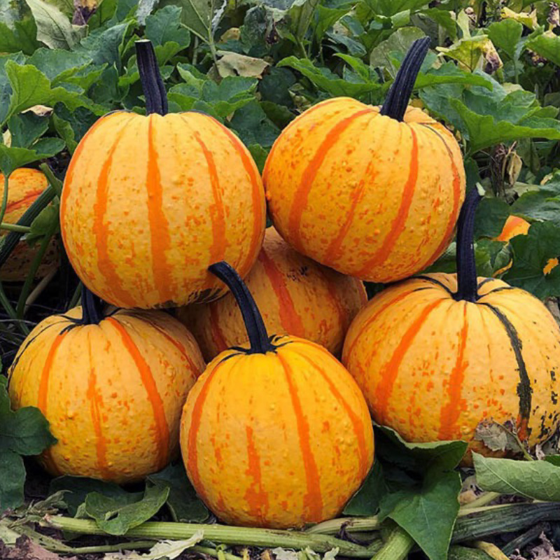 PUMPKIN FIRE BALL F1