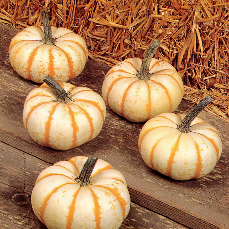 PUMPKIN LIL PUMP KE MON F1