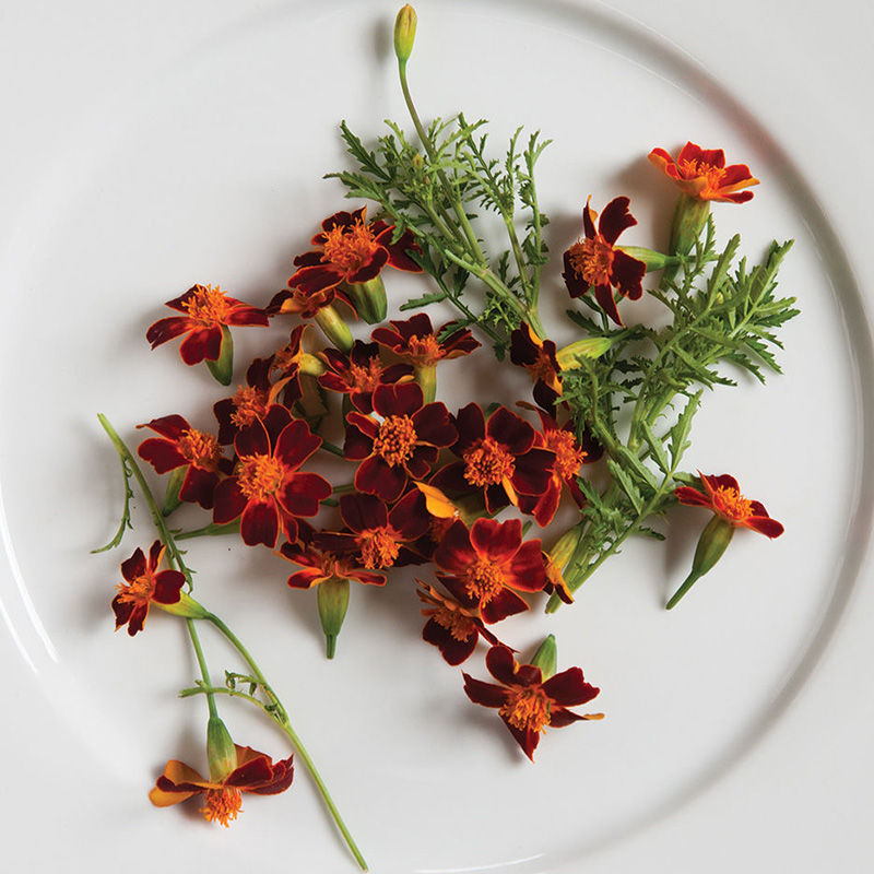 MARIGOLD RED GEM