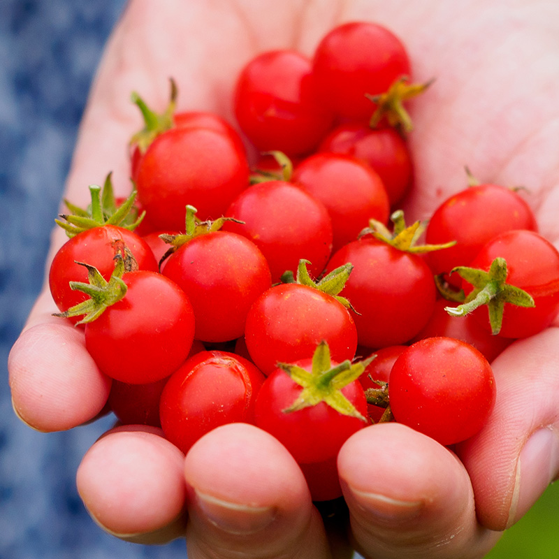 TOMATO RED CURRANT