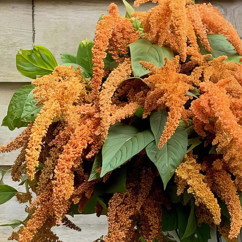 AMARANTHUS HOT BISCUITS