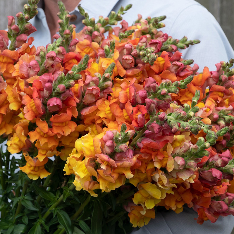 ANTIRRHINUM BRONZE BEAUTY F1