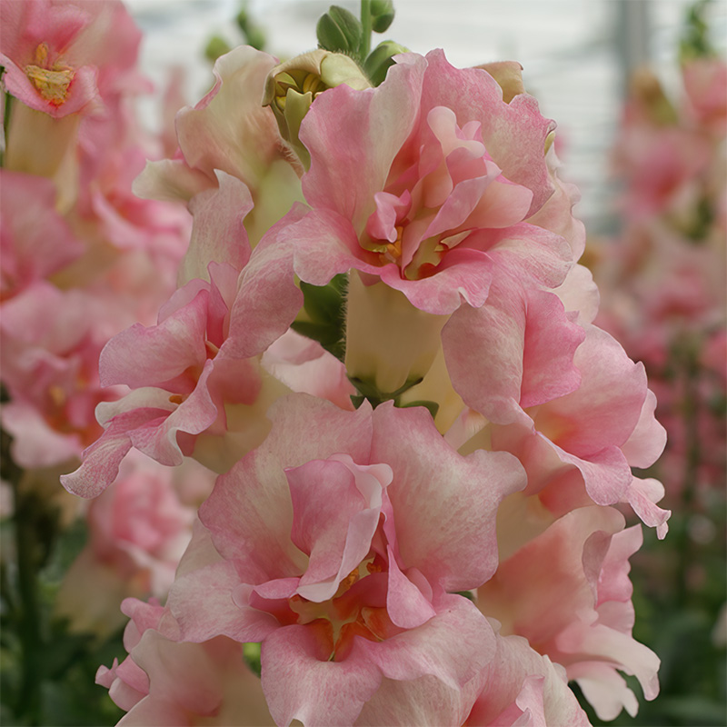 ANTIRRHINUM DOUBLE SHOT APPLEBLOSSOM F1