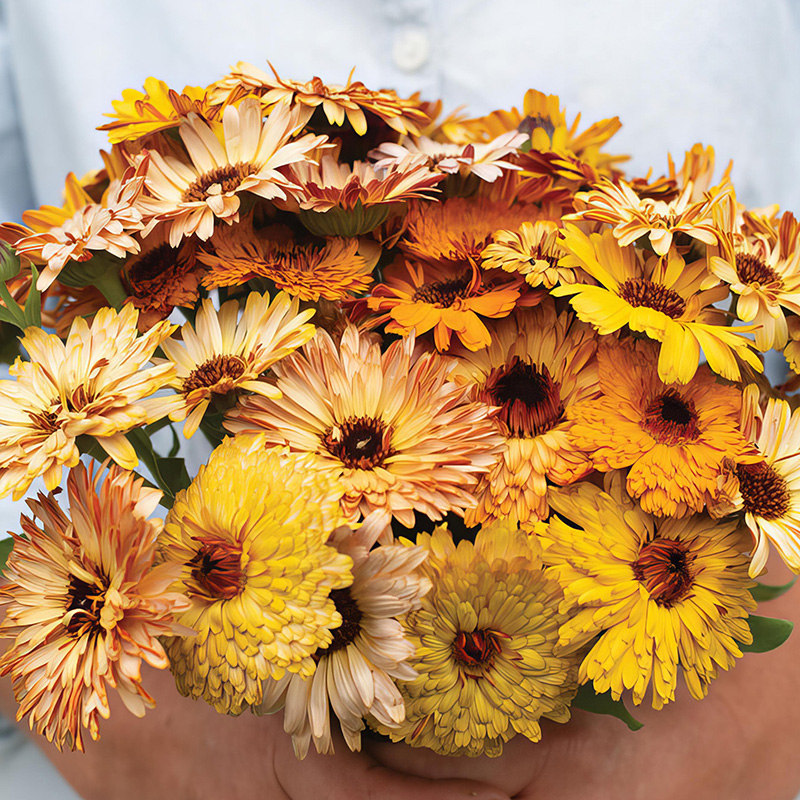 CALENDULA FLASHBACK MIXED