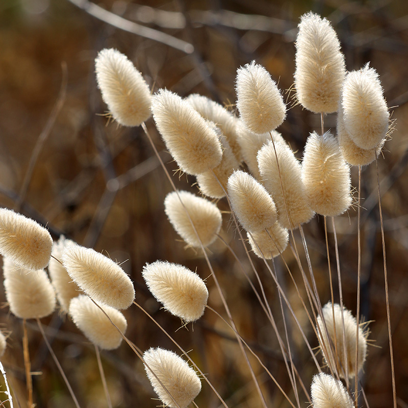 LAGURUS OVATUS BUNNY TAILS